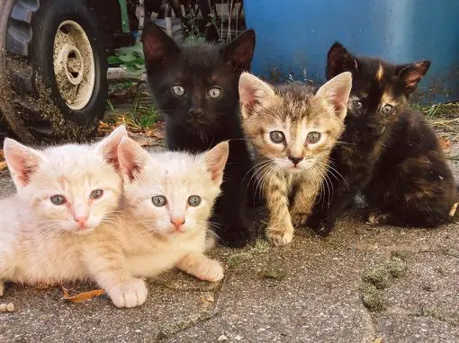Katzenbabys auf Marias Hof