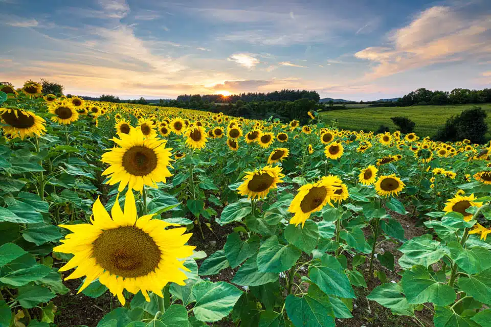 Sonnenblumen bei Edelsfeld